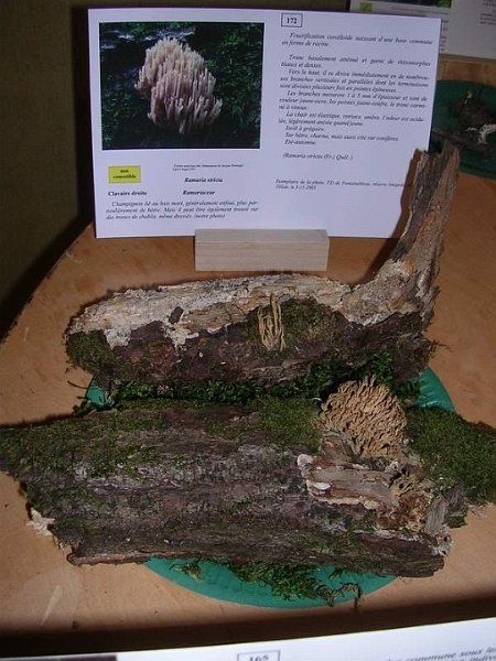 Expo champignons a St Leger 29